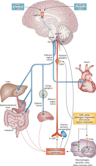 Inflammatory reflex anatomy.