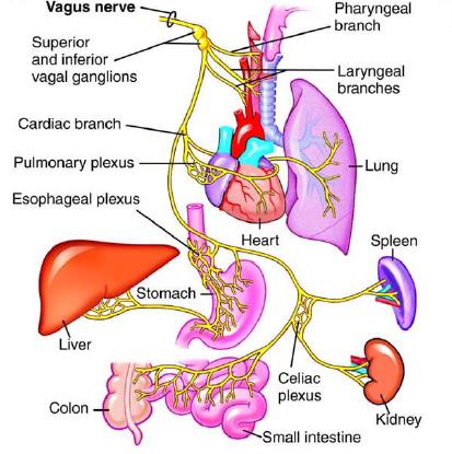 Vagus Nerve Pathway